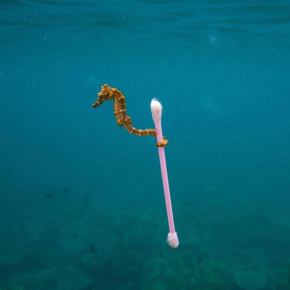 © Justin Hoffman, Wildlife Photographer of the Year 2017