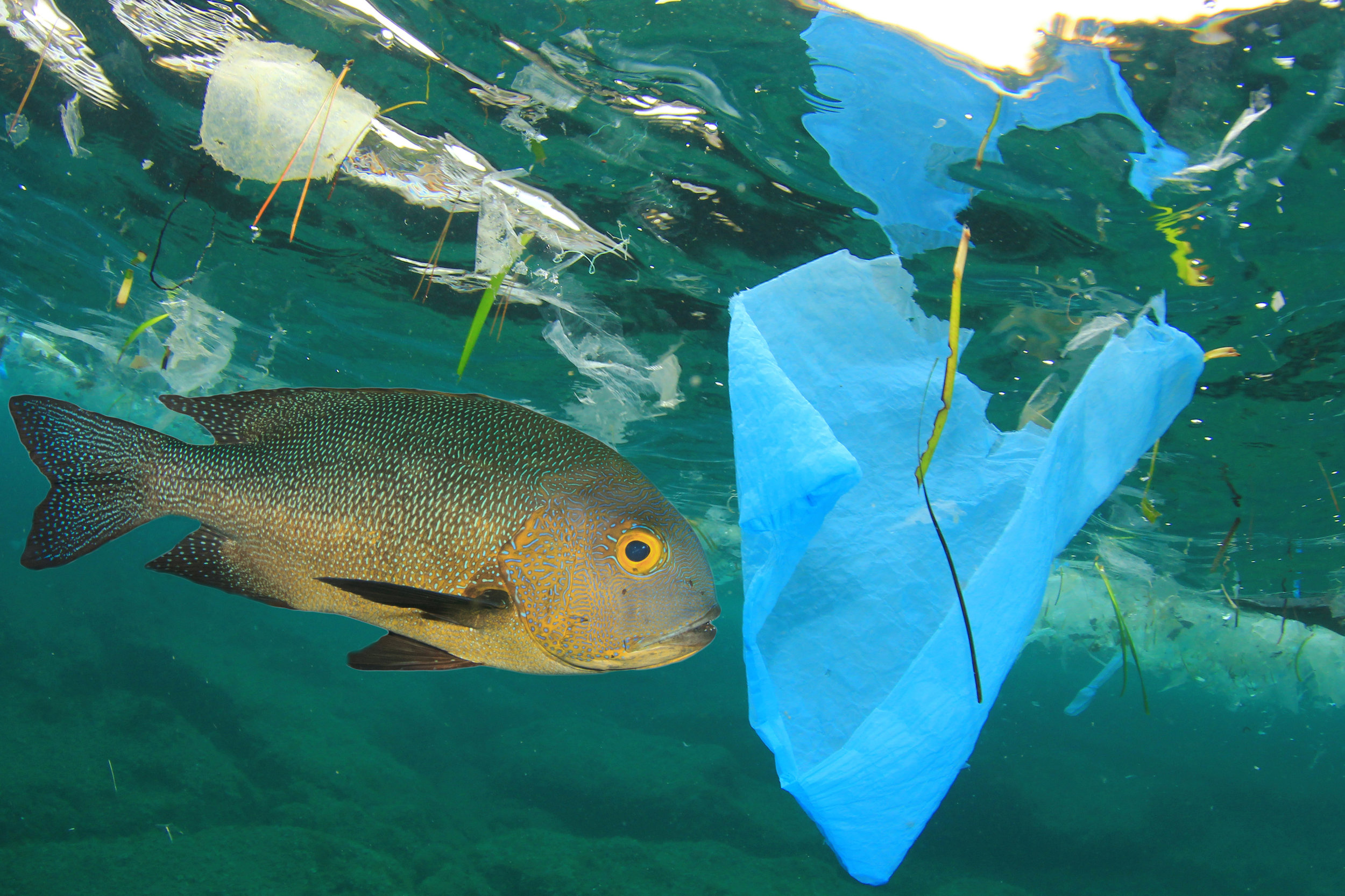bigstock-Fish-swims-among-plastic-ocean-229791844.jpg