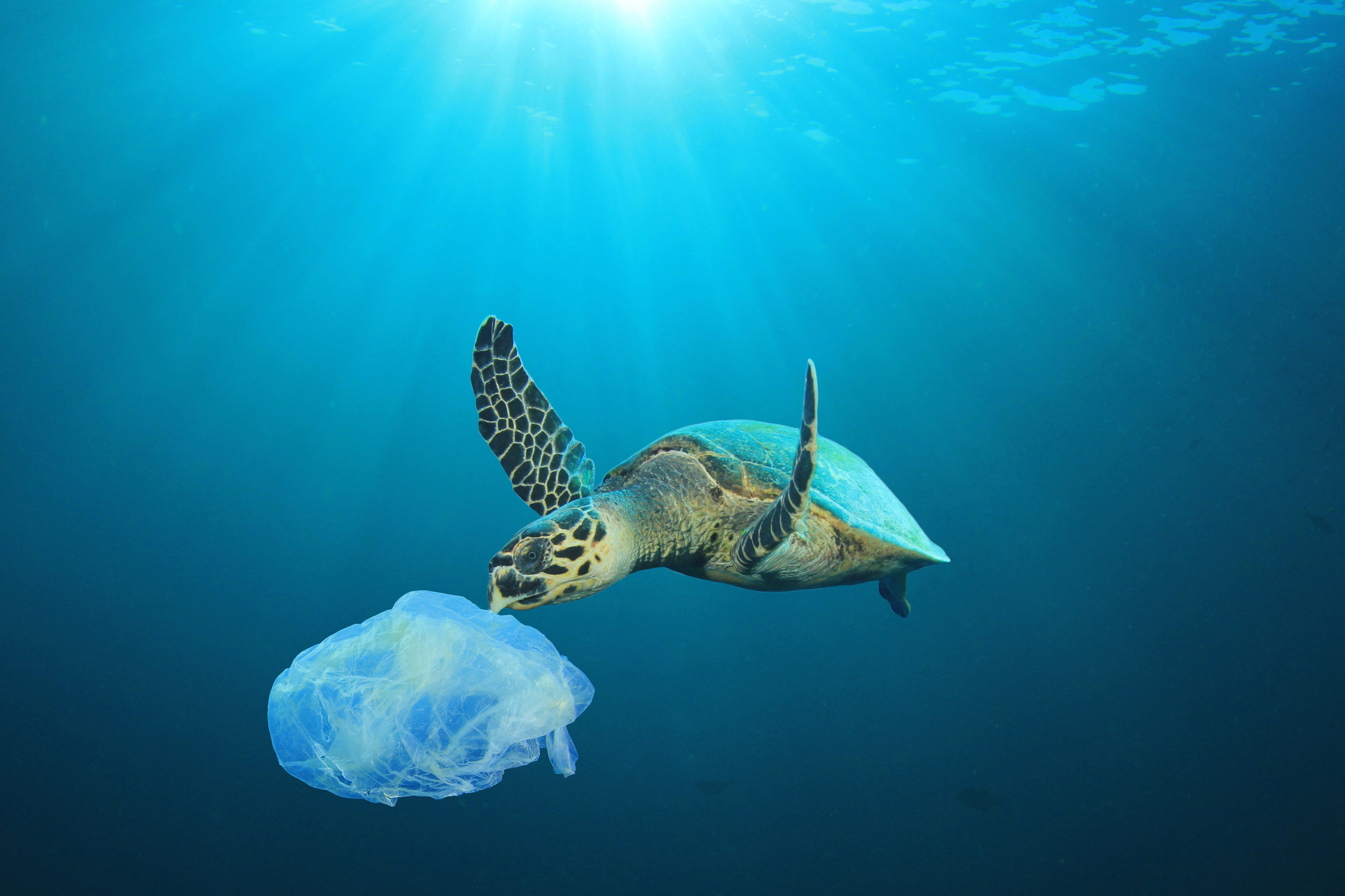 bigstock-Plastic-pollution-in-ocean-pro-235354075.jpg