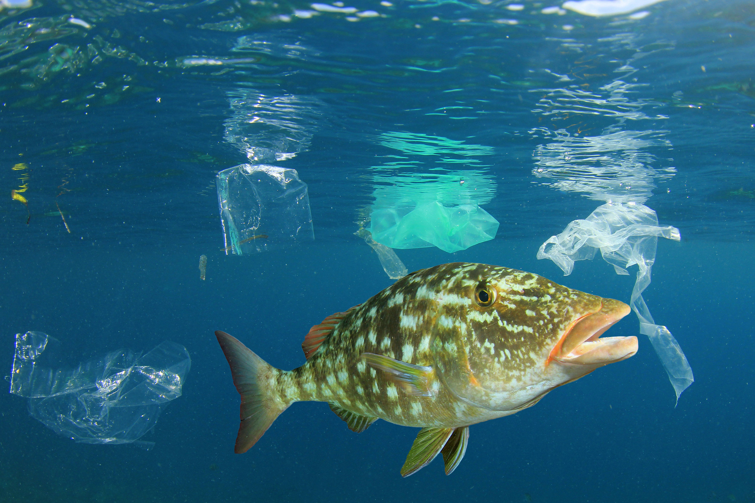 bigstock-Plastic-ocean-Fish-among-plas-242596156.jpg